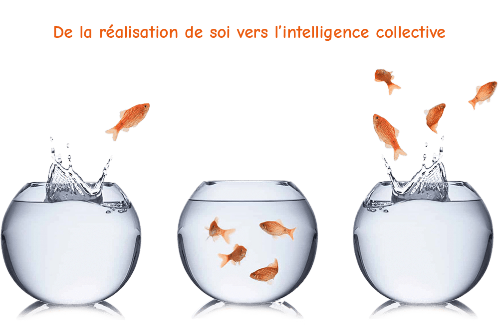 intelligence-collective-poissons Intelligence collective - Des poissons s'échappent de leurs bocaux
